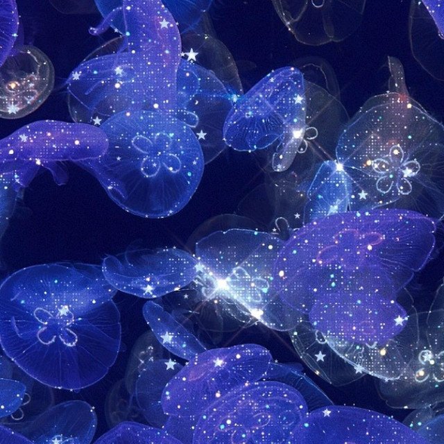 Jellyfish