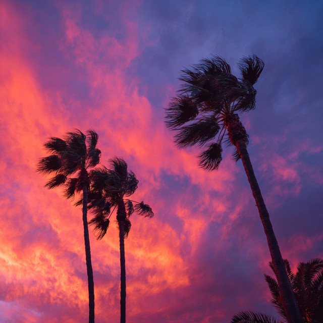 Swaying Palms